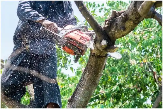 tree services Nuangola